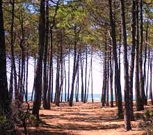 css\images\landes forest.jpg